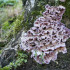 El Chondrostereum purpureum es un hongo apodado como el "asesino de árboles".