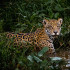 A pesar de los esfuerzos de los PNN hay especies en peligro como el jaguar.