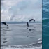 Delfines en Necoclí