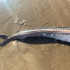 El pez se encontró el Oregón, Estados Unidos hace unas semanas.