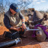 NYT: Cortando el cuerno de una rinoceronte negra sedada en Sudáfrica, una práctica destinada a reducir la caza furtiva.