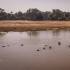 NYT: Hipopótamos en el río Luangwa, junto al antiguo campamento donde Delia Owens vivió un tiempo, en el Parque Nacional North Luangwa.