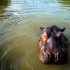 Los hipopótamos fueron traídos a Colombia hace 42 años.