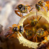 En Colombia hay 1496 colmenas de abejas meliponas.