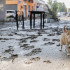 Estragos en la inundada región central de Grecia.