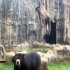 Chucho, oso de anteojos Zoológico de Barranquilla