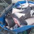 Aletas de tiburón que estaban dentro de la embarcación detenida por el Ministerio de Ambiente de Panamá.
