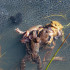 NYT: Una bola de apareamiento de ranas. Cada primavera, durante un evento reproductivo campal, es común ver seis o siete ranas macho sujetas a una sola hembra.