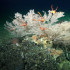 Arrecife de coral en aguas profundas descubierto junto a las Islas Galápagos (Ecuador).