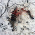 NYT: Los restos del macho 8917. Los coyotes encontraron al venado, que era parte de un estudio, antes que los investigadores.