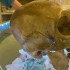 El cráneo humano encontrado en una tienda de segunda mano de Florida