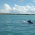 Ballenas frente a la isla de Barú en Cartagena