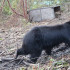 Los osos fueron trasladados a un ambiente más apto para su desarrollo.