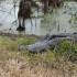 Florida es el segundo estado con más caimanes de EE. UU.