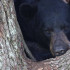 El proyecto de ley busca la autodefensa de las personas ante los osos negros