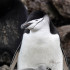 NYT: Científicos hallaron que, al anidar, pingüinos barbijo acumulan mucho tiempo de sueño en siestas de segundos.