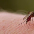 Dengue en el Valle llega a los 900 casos.