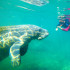 El nado con manatíes es una de las aventuras inolvidables en Crystal River, Florida.