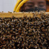 Fotografía de archivo fechada el 1 de octubre de 2021 que muestra a investigadores de la Universidad del Rosario mientras realizan un estudio con abejas.