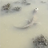 Un caimán sobrevive en el lago congelado de Texas.