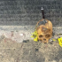 Este cráneo aparentemente fue extraído de un cementerio.