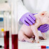 Los cerdos fueron entregados a instituciones médicas para iniciar la fase de investigación preclínica.