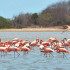 Santuario de Flora y Fauna los Flamencos, ubicado en el corregimiento de Camarones, en La Guajira.