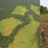 Según el Ideam, la región de la Amazonia, que en el norte de Colombia empieza en Mapiripán, la deforestación fue del 61,65 por ciento en 2023.