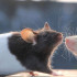 No olvide que los ratones son portadores de muchas enfermedades.