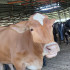 SAE entrega vacas a campesinos víctimas del conflicto en San José, Caldas.
