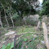 Cortolima visitó el predio y detectó aprovechamiento forestal como consecuencia de la eliminación de la cobertura vegetal.