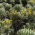 Los frailejones y la demás vegetación que hay en el páramo Sumapaz cumplen una función reguladora.
