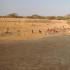 Aspecto de La Guajira por la falta de agua para las comunidades y los animales.