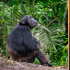 Los científicos del Centro de Investigación de Primates Yerkes de Atlanta observaron a un grupo de dieciséis chimpancés.