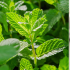 La hierba aromática conocida como citronela, derivada de la planta Cymbopogon, ha ganado popularidad gracias a sus diversas propiedades medicinales.