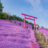Colina cubierta de hermosas flores en Hokkaido, Japón.