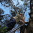 Dan Harley, ecologista en el Zoológico Victoria, fija escáneres de radio en un árbol para observar zarigüeyas.