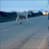 El extraño animal fue capturado en imágenes por una mujer que transitaba la ruta en Alberta.