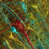 La imagen muestra todas las neuronas excitadoras (piramidales), coloreadas por tamaño, de una parte de la muestra de cerebro. El cuerpo celular (núcleo central) de las células oscila entre 15 y 30 micrómetros de diámetro.