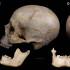El cráneo perteneció a un hombre que murió cuando tenía entre 30 a 35 años. 