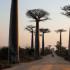 Los baobabs pueden vivir miles de años, lo que contribuye a su lugar destacado en la cultura y el arte. Una arboleda cerca de Morondava, Madagascar.
