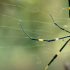 Las arañas Joro han despertado el interés de la comunidad científica, ¿son peligrosas para la vida humana?