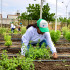 Serán más de 27.400 metros cuadrados de zonas verdes dedicadas a la agricultura urbana.