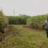 Vuelve el temor por los asesinatos y atentados a trabajadores de la caña en Valle.