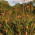 Flor de Inírida de invierno (Guacamaya superba) durante su pico de floración que normalmente se da en la temporada de lluvias.