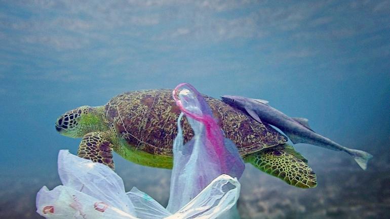 Las tortugas son unas de las especies más afectadas. A menudo ingieren y se enredan en bolsas plásticas, lo que puede causarles pérdida de aletas o muerte por asfixia.