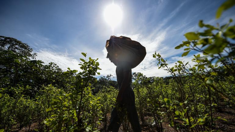 Los escuadrones de erradicación forzada han destruido este año 9.000 hectáreas de hoja de coca en Tumaco.