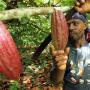 Un ejemplo de producción agrícola sostenible en Colombia es el cacao, que en lugar de generar deforestación, la previente.