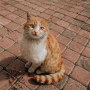 Gato