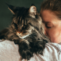 Gatos